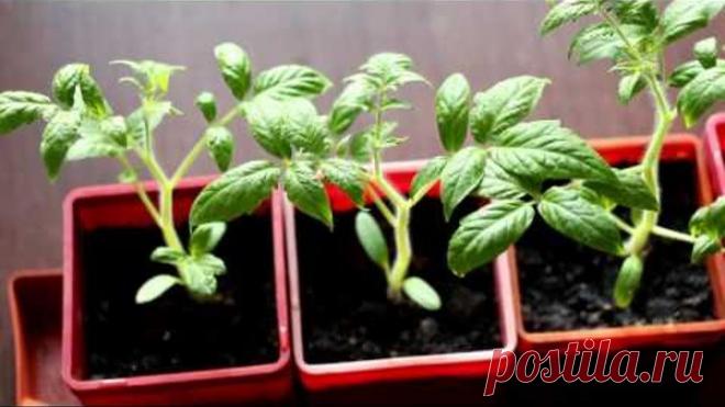 5 основных ошибок при выращивании рассады томатов