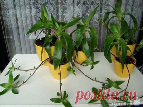 Золотой ус: применение, лечение, рецепт настойки, противопоказания
Каллизия душистая, больше на слуху как «золотой ус», вызывает огромный интерес в современном обществе. Это необычное растение, завезенное в Россию еще в 1890 году, по сей день не перестает поражать своими целебными свойствами. В народной медицине препараты, созданные на его основе, считаются спасением от многих заболеваний.