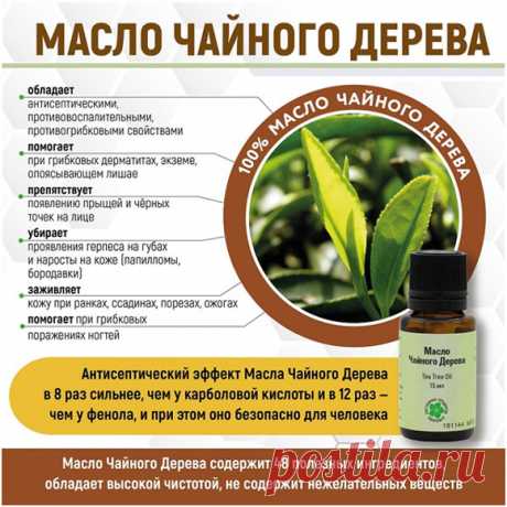 Масло чайного дерева: 3 области применения + 6 дозировок