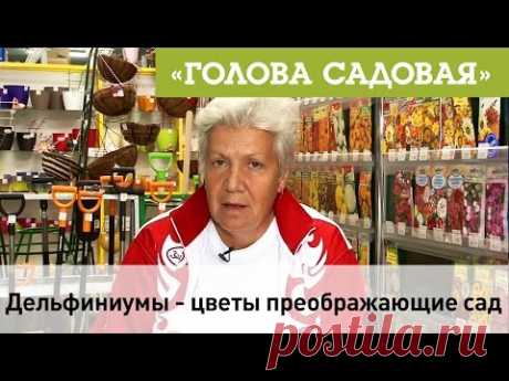 Голова садовая - Дельфиниумы - цветы преображающие сад!