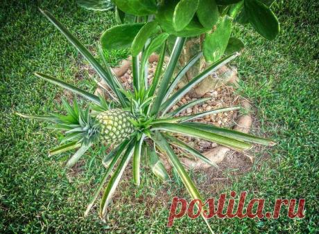 Как вырастить ананас из верхушки в домашних условиях | Limonchello.com
