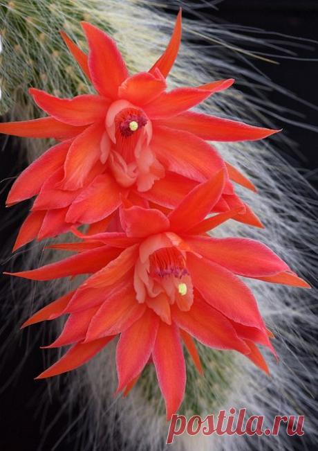 hildewintera aureispina - | Pinterest • Всемирный каталог идей