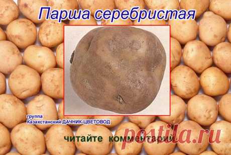 Казахстанский ДАЧНИК - ЦВЕТОВОД