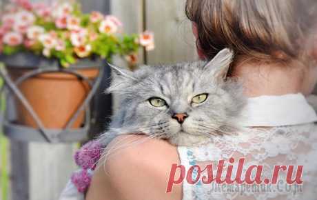 10 серьёзных причин завести кота, о которых стоит задуматься