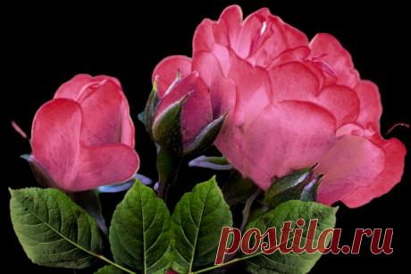 Рамочки розово-фиолетовые | Записи в рубрике Рамочки розово-фиолетовые | Дневник Litizija