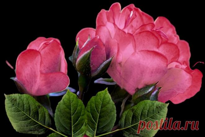 Рамочки розово-фиолетовые | Записи в рубрике Рамочки розово-фиолетовые | Дневник Litizija