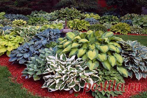 Уход за хостой - Садоводка