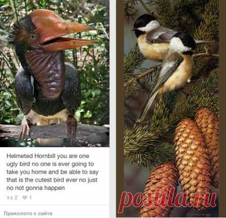 (1) ♥♥ The Beauty of Birds ♥♥ в Pinterest | Разноцветные Птицы, Воробьиный и Птицы