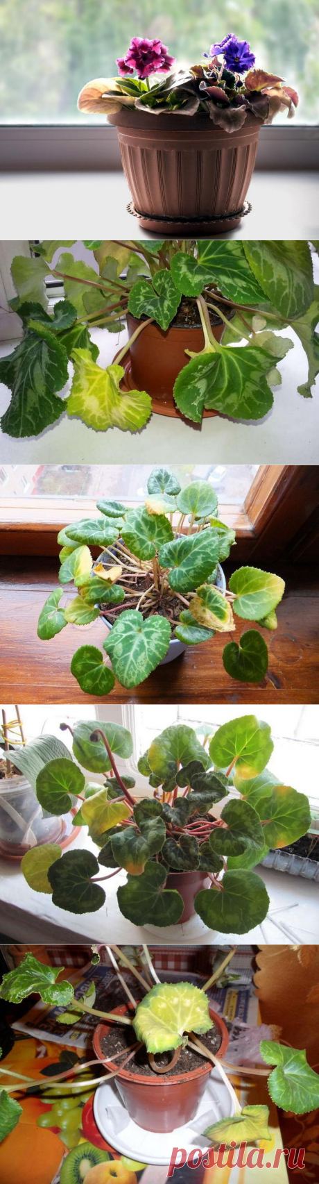 Почему желтеют листья у цикламена?