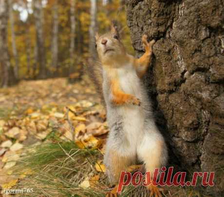6 животных, которые ведут себя порой хуже, чем люди