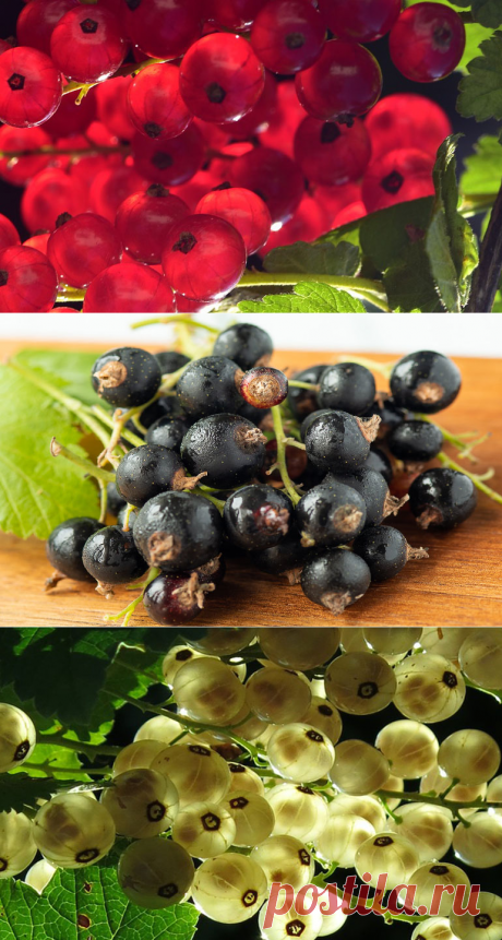 Чем удобрять смородину после сбора урожая в августе и весной.