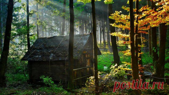 (+1) тема - Самые красивые дома в лесу | Роскошь и уют
