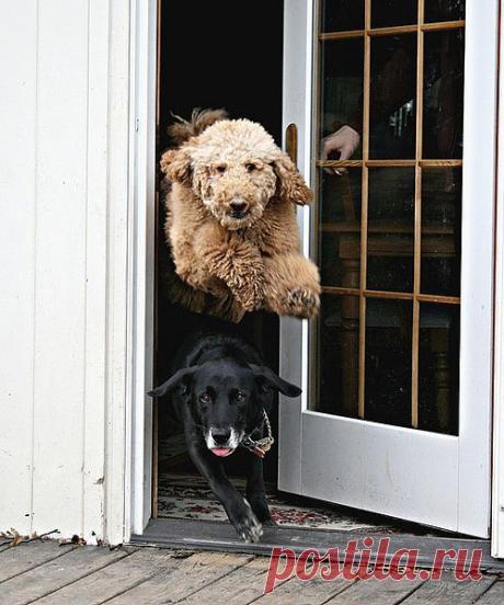 "Everytime I let Buddy and Luke outside, Luke... - Do WHAT to WHOSE DOG??!?