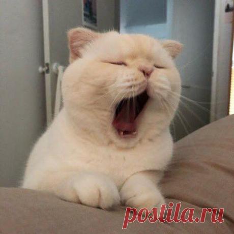 WOA Animal – Google+