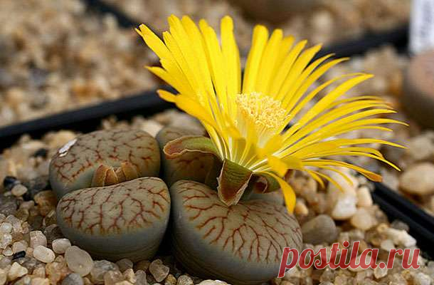 Живые камни или литопсы: уход и правила полива