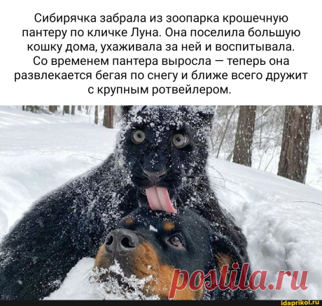 Сибирячка забрала из зоопарка крошечную пантеру по кличке Луна. Она поселила большую кошку дома, ухаживала за ней и воспитывала. Со временем пантера выросла - теперь она развлекается бегая по снегу и ближе всего дружит с крупным ротвейлером. - ) / АйДаПрикол .)