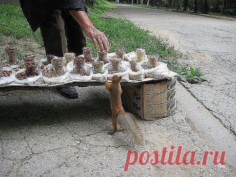 Белка в замешательстве...