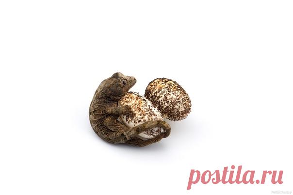 Редчайший Mniarogekko chahoua – малый новокаледонский геккон – только-только вылез из яйца. Автор фото – Дмитрий: nat-geo.ru/community/user/223331 🖤