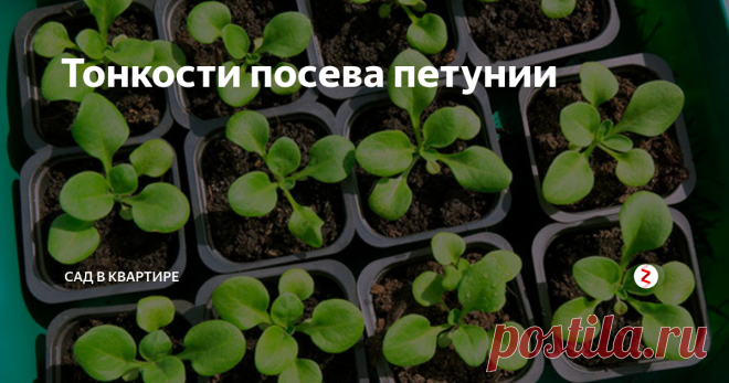 Тонкости посева петунии Петуния является одной из любимых цветов садоводов из-за разнообразия своих сортов.  Поэтому многие желают вырастить свою рассаду петунии. Для того чтобы получить хорошую и здоровую рассаду необходимо знать тонкости посева петунии.

