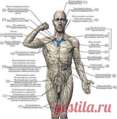 Солодка — это самый лучший лимфостимулятор, растение созданное очищать и обновлять лимфатическую систему!
Сначала я вам расскажу, что такое лимфа и какие болезни развиваются при грязной лимфе. А в конце и сам рецепт, как очистить ее с помощью сиропа солодки и пасты энтеросгель.
Обычно вся лимфа в нашем организме в густом состоянии. Она движется снизу-вверх, в одном направлении. Движется благодаря сокращениям мышц. И весь путь лимфы от кончиков ног пальцев до головы проходит примерно за 3 месяца