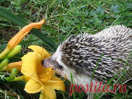 Тайная жизнь европейского ежа ...(фильм)