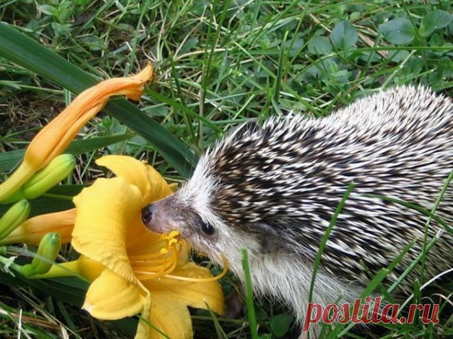 Тайная жизнь европейского ежа ...(фильм)