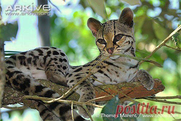 Марги.Это мелкая дикая кошка, похожая на оцелота, но значительно меньше. Ее масса 3-9 кг, а длина тела 86-130 см. Окрас шерсти золотистый, по основному фону рассыпаны крупные пятна. Длина хвоста составляет 70% от общей длины тела.В отличие от других кошачьих марги могут поворачивать лодыжку на 180 и карабкаться по дереву головой вниз, подобно белке. Марги иногда путают с двумя похожими видами онцилл и оцелот, поскольку сама марги по размеру занимает промежуточное место между ними.