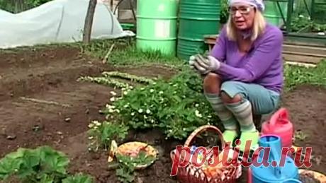 Октябрина Ганичкина про садовую землянику