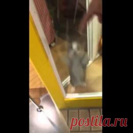 Реакция котенка на возвращение хозяина домой. Такого вы еще не видели!