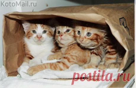 Природа пустоты не терпит