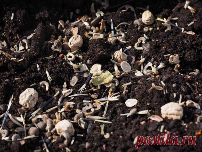 Стратификация семян: простые способы ~ Planetalsad