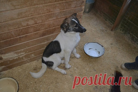 Ногинск. Московская область. Муниципальный приют. 
Посмотрите на этих маленьких девочек! Они сидят в глухом ряду.куда не доходят посетители.выбирающие себе собаку!! Туда даже солнечные лучи не попадают!
Буся-щенок 6 мес.(светлая) .Бусенька активная и ласкуша.попала в отлов в Буньково. 
Тима- молоденькая девочка-бородатик .возраст меньше года. Легкая (примерно 15 кг). Ласковая девочка. Ручная : ее можно взять на ручки. Девочки наивные и доверчивые!
Спасите девочек!! Такие н...