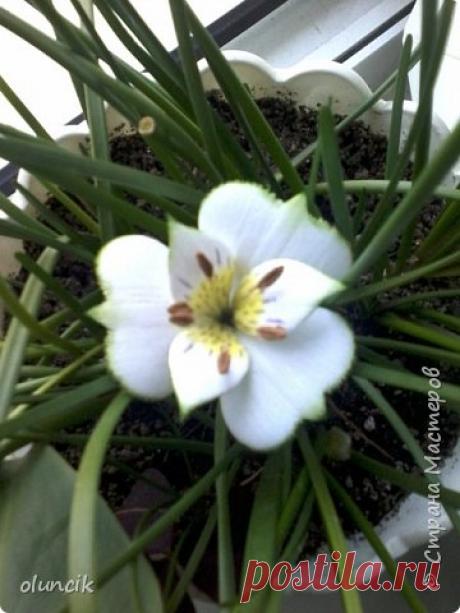 Альстромерия | Записи в рубрике Альстромерия | Дневник magovar