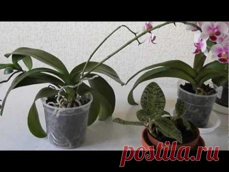 Просыхание коры в горшке с орхидеей