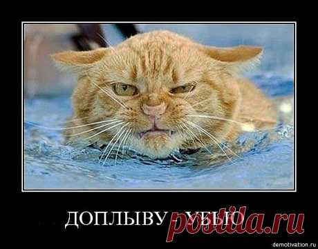 Доплыву-убью!