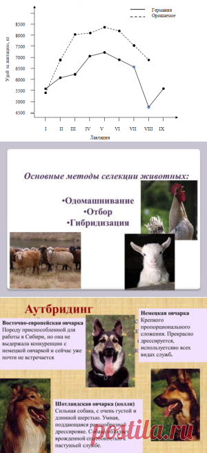 Сравнительные данные продуктивности животных разных селекций - БиоКорова
