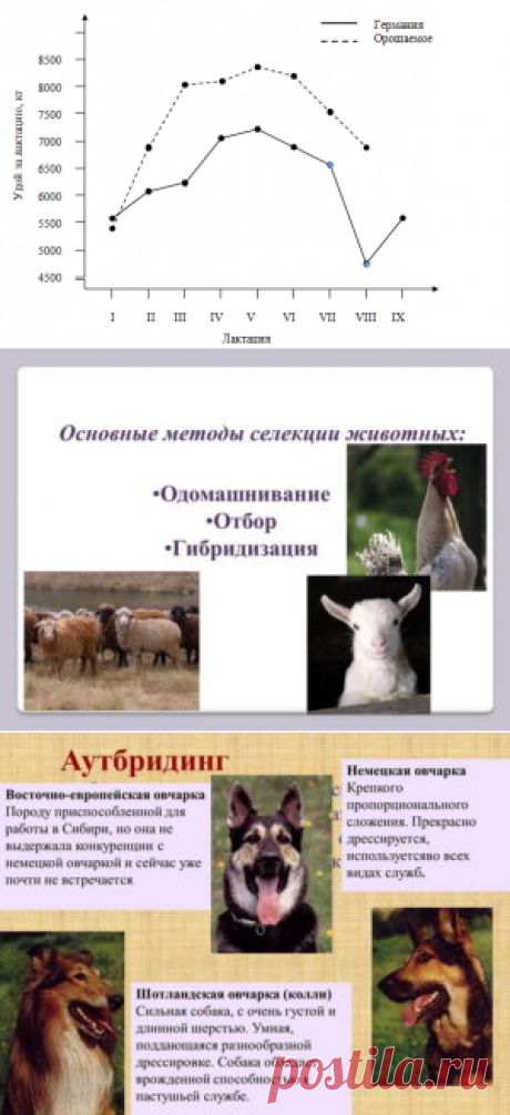 Сравнительные данные продуктивности животных разных селекций - БиоКорова