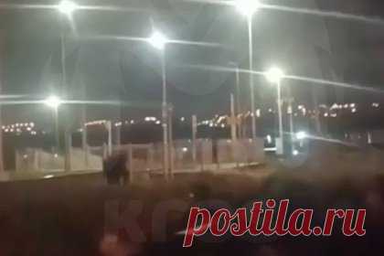 Разгуливающего шестой день по российскому городу медведя сняли на видео. В Красноярске сняли на видео медведя, который уже шестой день разгуливает по городу. Кадры с животным публикует Telegram-канал Kras Mash. На кадрах видно, как дикий зверь бродит ночью по проезжей части, автор видео снимает его из автомобиля. В Красноярске из-за медведя действует режим чрезвычайной ситуации.