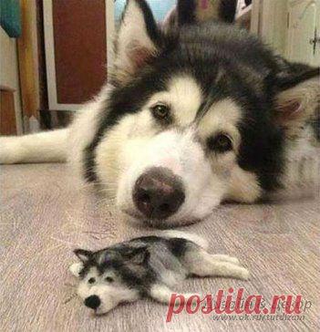 В Японии хозяин пса сделал его копию из собранной на полу шерсти