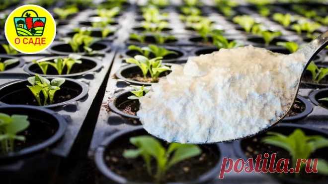 3 чайной ложки этого и рассада попрёт в мощь! Подкормка почвы при посеве на рассаду!