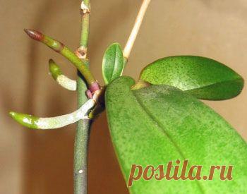 Детки фаленопсиса, фото. Как отделить, отсадить и вырастить детку орхидеи | ЗАГОРОДНАЯ ЖИЗНЬ (CountrysideLiving.net)