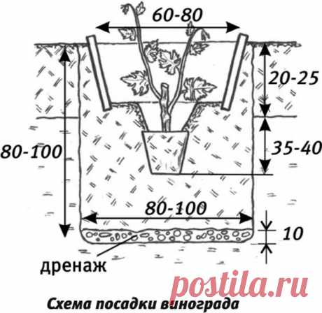 схема посадки винограда осенью