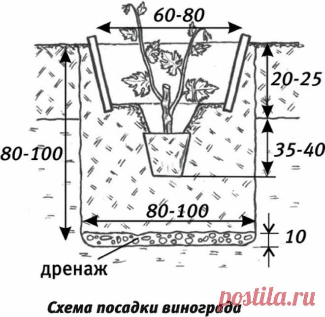 схема посадки винограда осенью