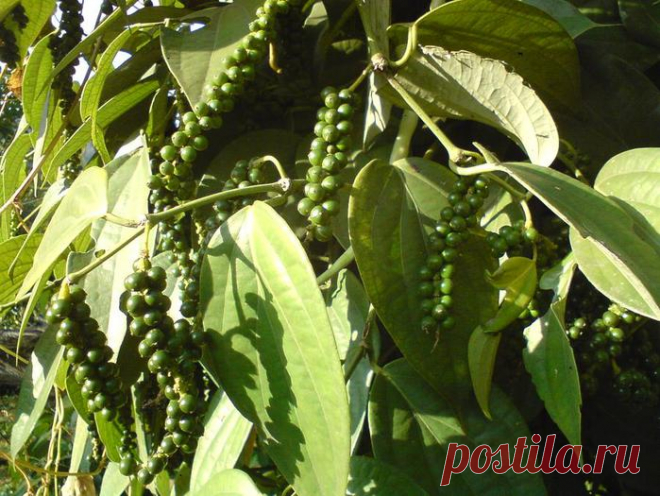 Как выглядят продукты до сбора урожая