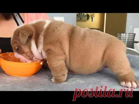 ENGLISH BULLDOG PUPPIES| Funny and cute English bulldog puppies Compilation # 09 | Animal Lovers