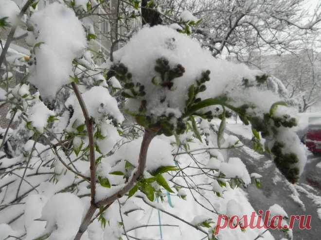 Сирень - попытка цвести...