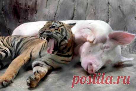 (+1) тема - Животные тоже умеют дружить! | Четвероногий юмор