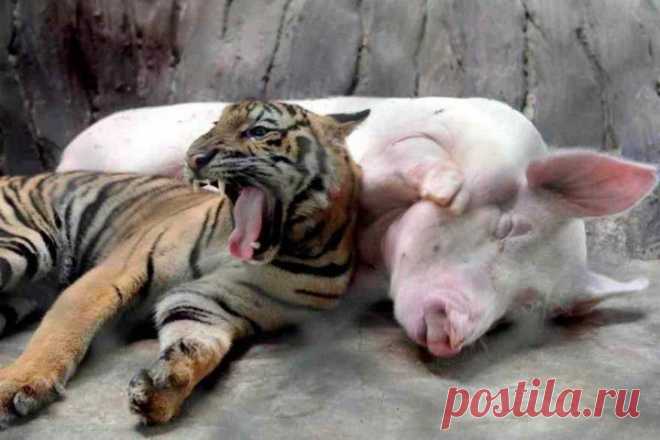 (+1) тема - Животные тоже умеют дружить! | Четвероногий юмор