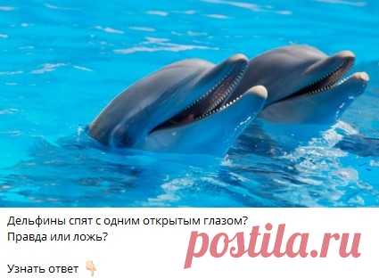 Дельфины спят с одним открытым глазом?
Правда или ложь?

Узнать ответ 👇🏻

Ответ в телеграм канале "Интересные Викторины с ответами"
Каждый день новые  Викторины
ссылка в описании
