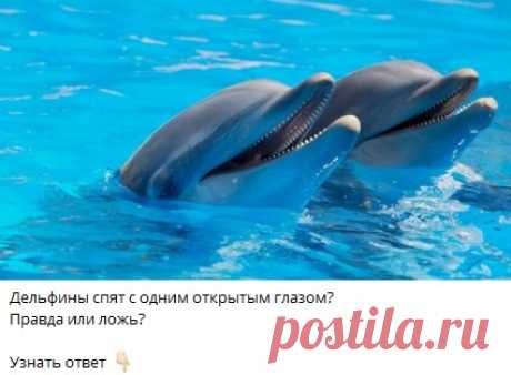 Дельфины спят с одним открытым глазом?
Правда или ложь?

Узнать ответ 👇🏻

Ответ в телеграм канале &quot;Интересные Викторины с ответами&quot;
Каждый день новые  Викторины
ссылка в описании